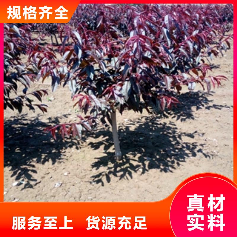 桃树-钙果苗价格实在