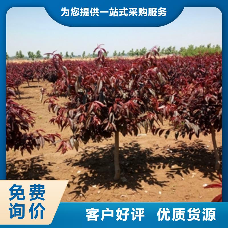 桃树钙果苗工艺层层把关