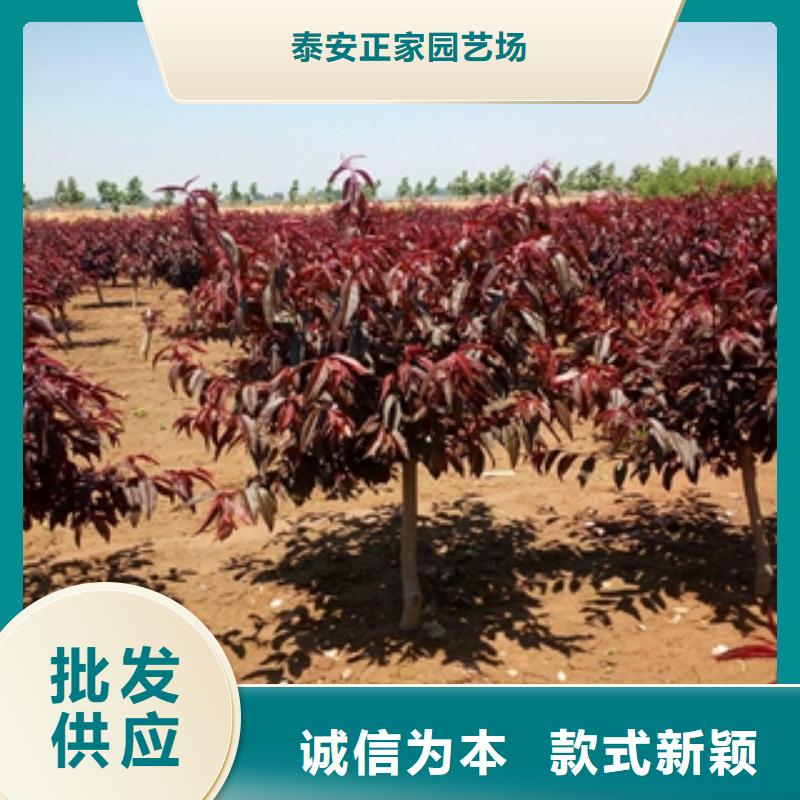 桃树蓝莓苗源头厂家