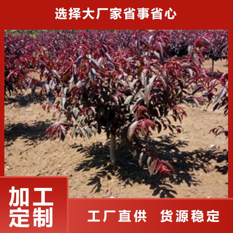 桃树碧桃厂家直销规格多样