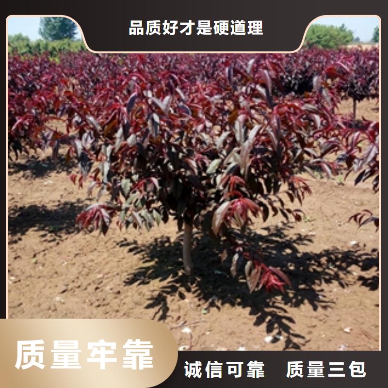 桃树_【绿化树绿化工程】采购
