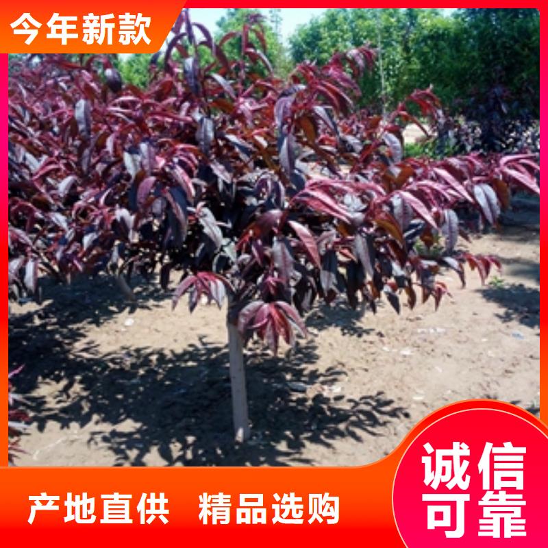 桃树占地果树适用场景