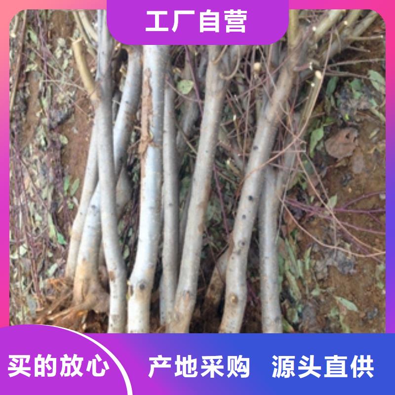 桃树蓝莓苗源头厂家