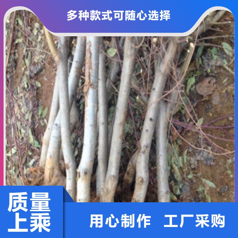 桃树碧桃厂家直销规格多样