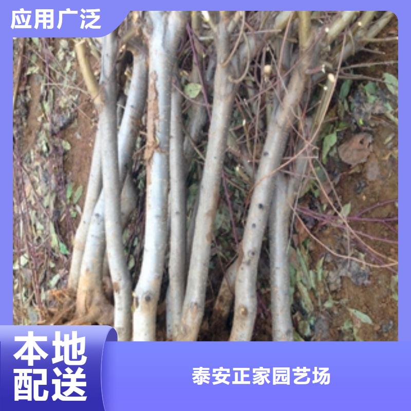 桃树_【绿化树绿化工程】采购