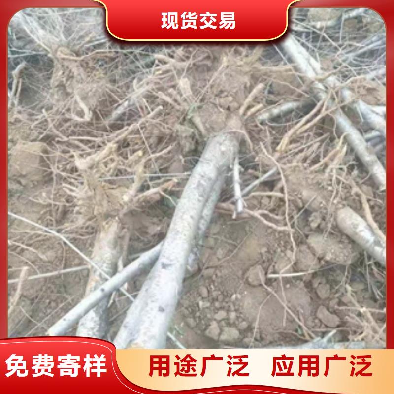 桃树_【绿化树绿化工程】采购