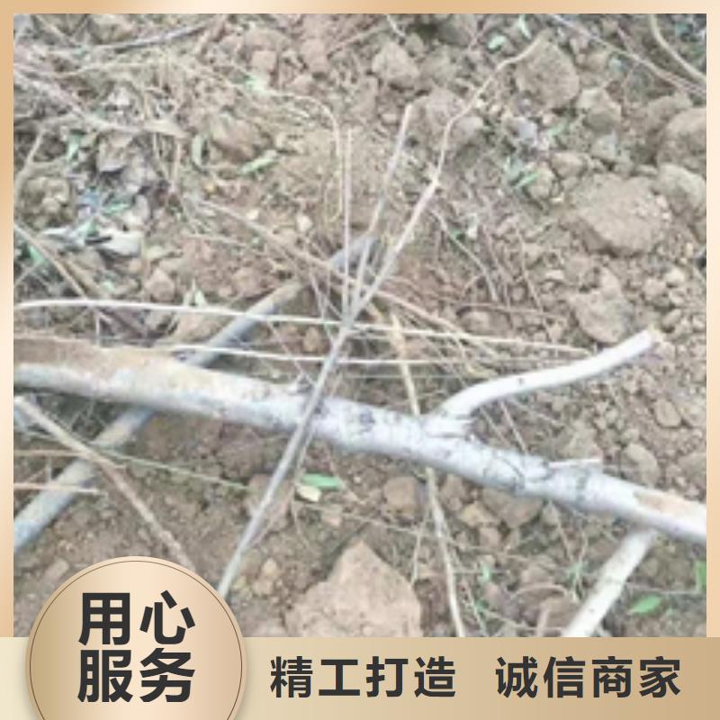 桃树占地果树源头采购