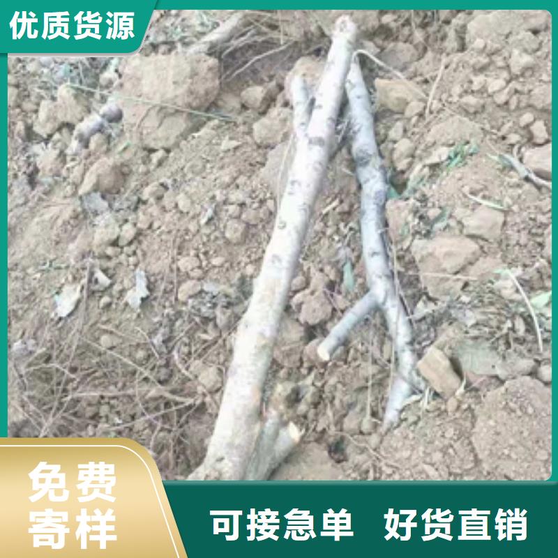 桃树占地果树源头采购