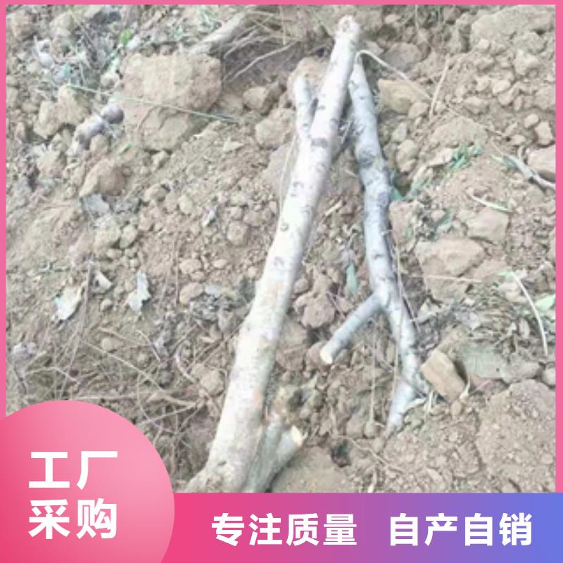 桃树_【核桃苗樱花苗长果桑树苗】好品质售后无忧