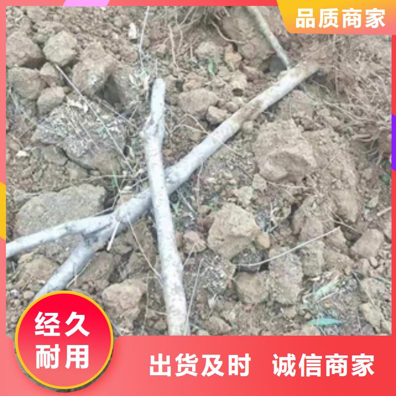 桃树占地果树适用场景