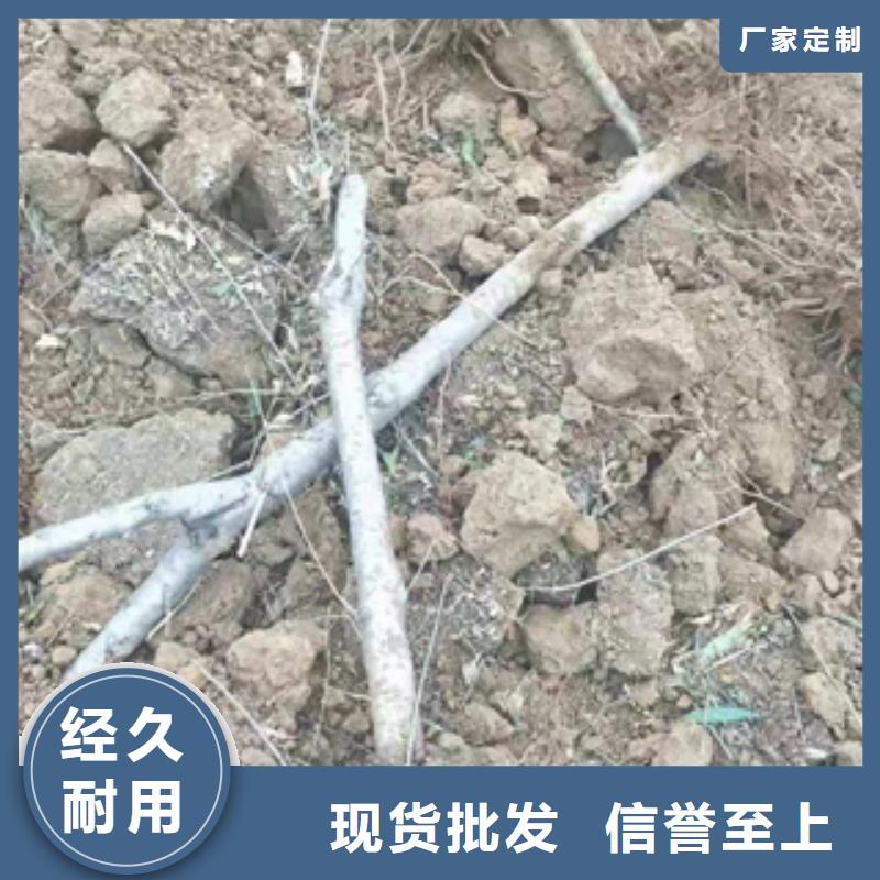 桃树_【绿化树绿化工程】采购