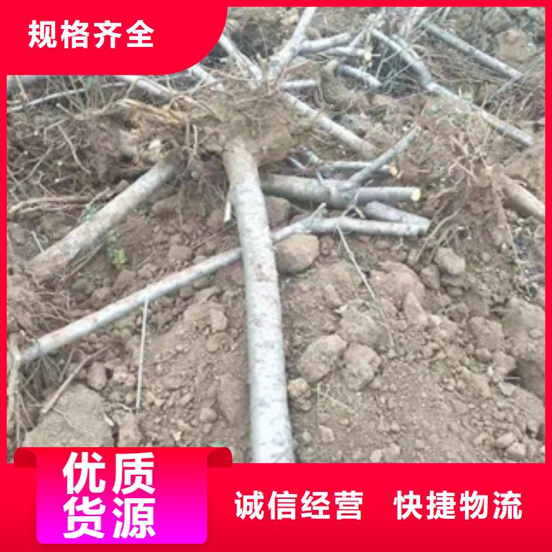桃树占地果树适用场景