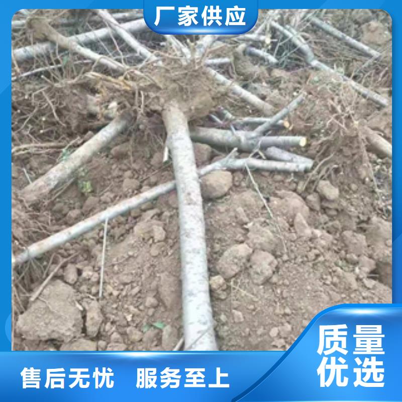 桃树_【绿化树绿化工程】采购