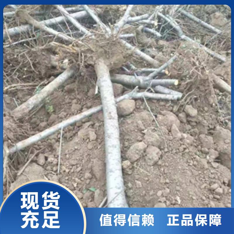 桃树-钙果苗价格实在