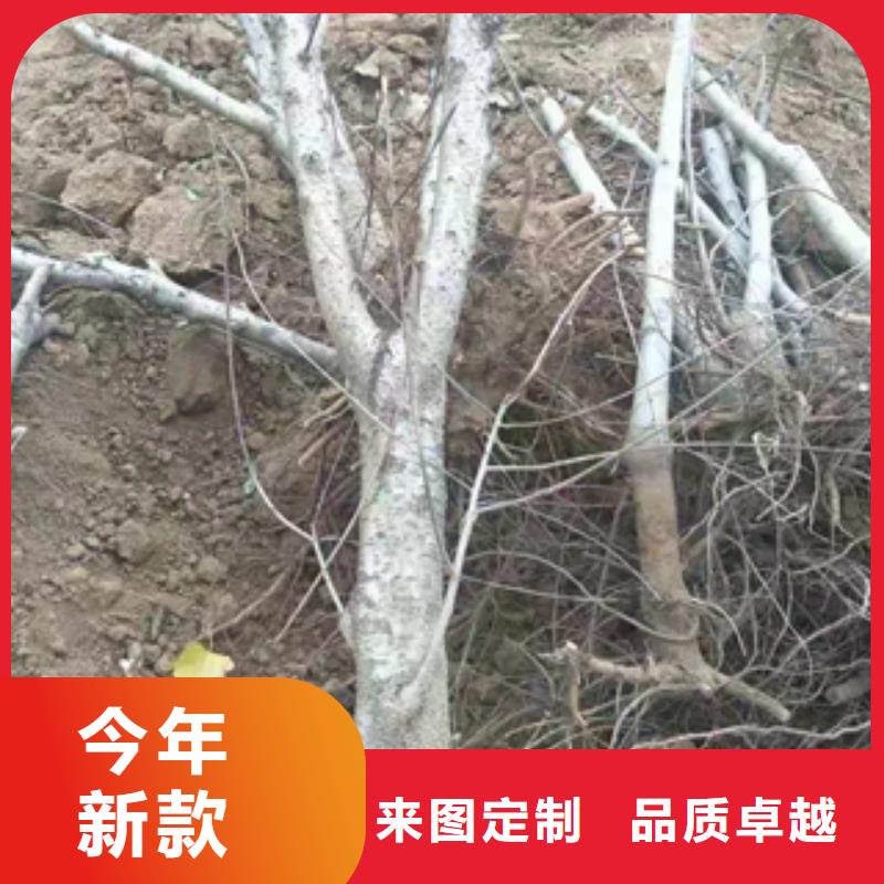 桃树-钙果苗价格实在