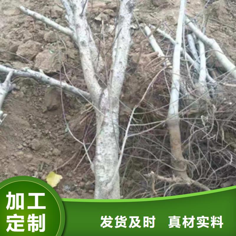 桃树占地果树适用场景