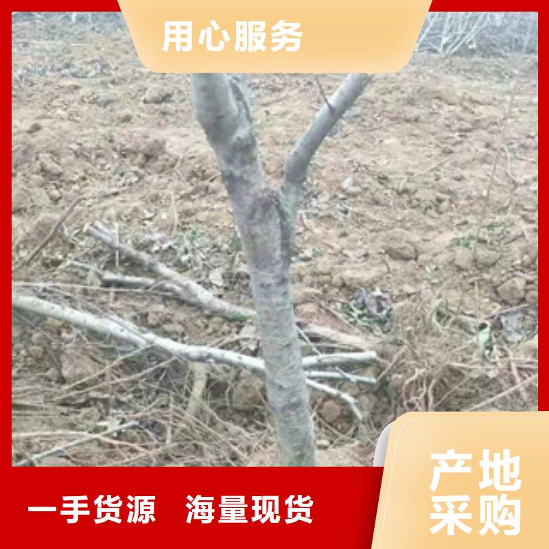桃树_占地果树细节展示