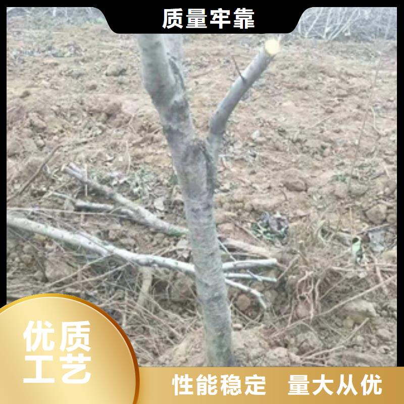 桃树【樱桃苗】品牌专营