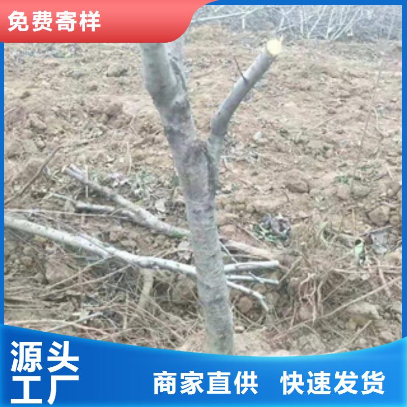 桃树碧桃厂家直销规格多样