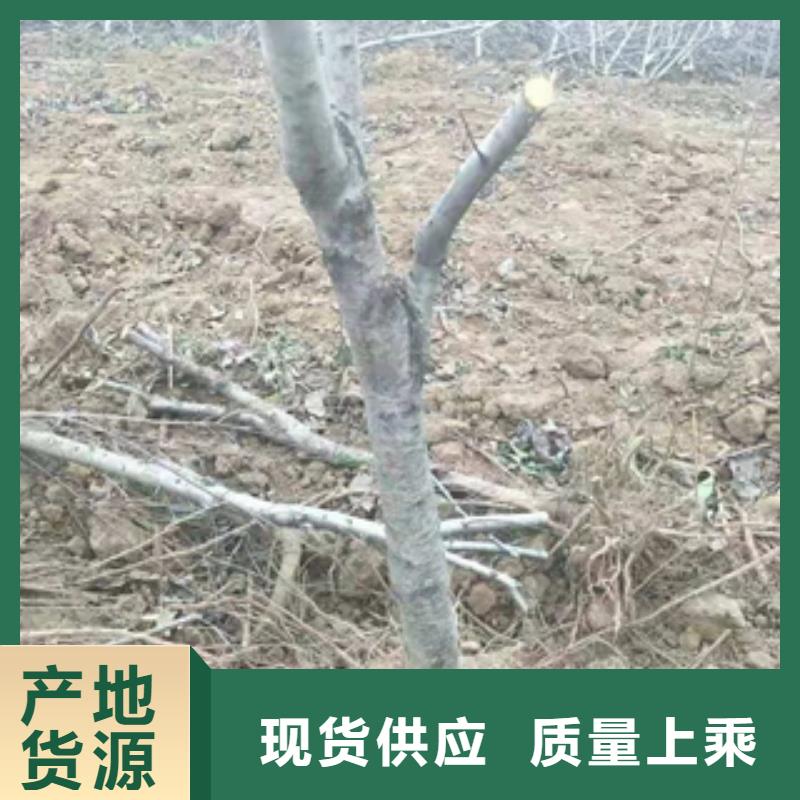 桃树-钙果苗价格实在