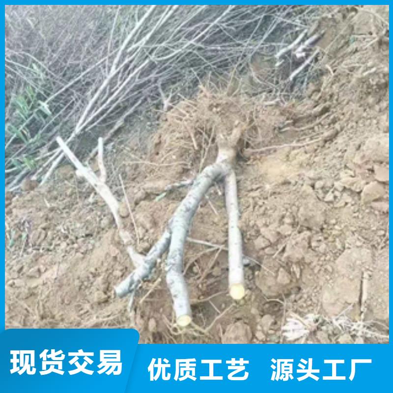 桃树-钙果苗价格实在