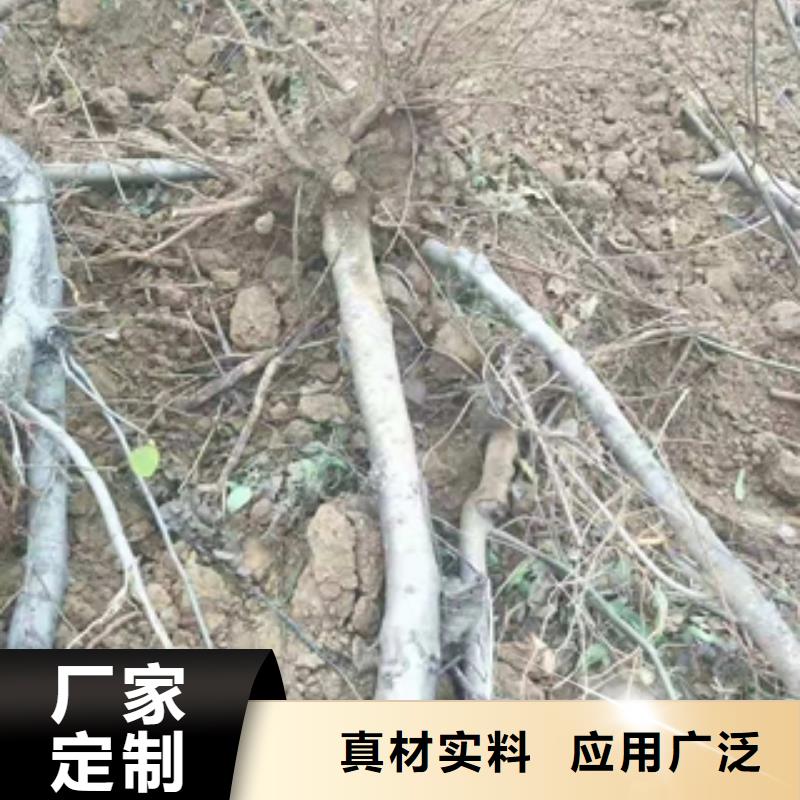 桃树_占地果树细节展示