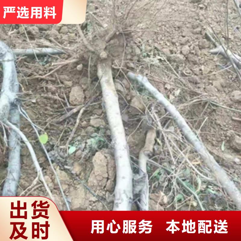 桃树-钙果苗价格实在