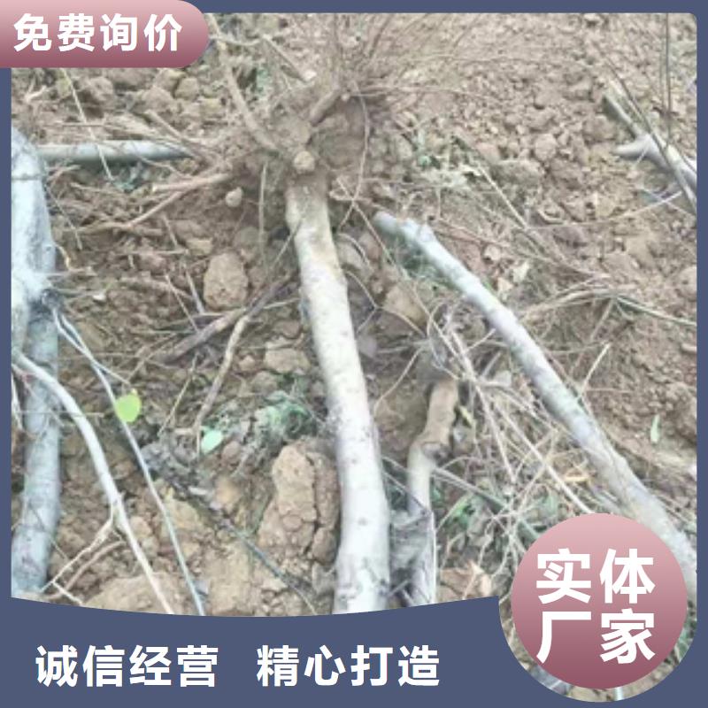 桃树碧桃厂家直销规格多样