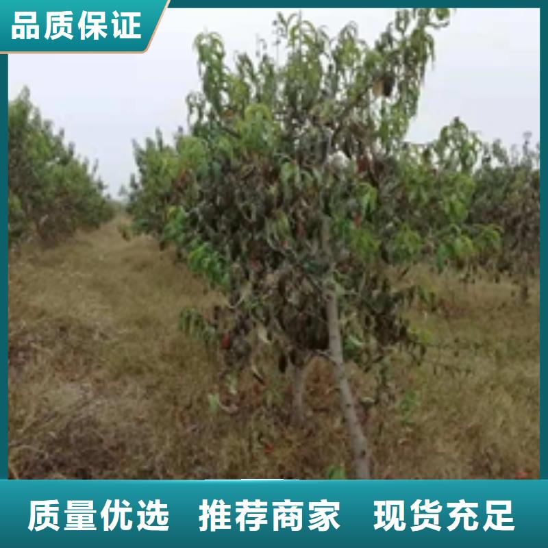 桃树钙果苗制造生产销售