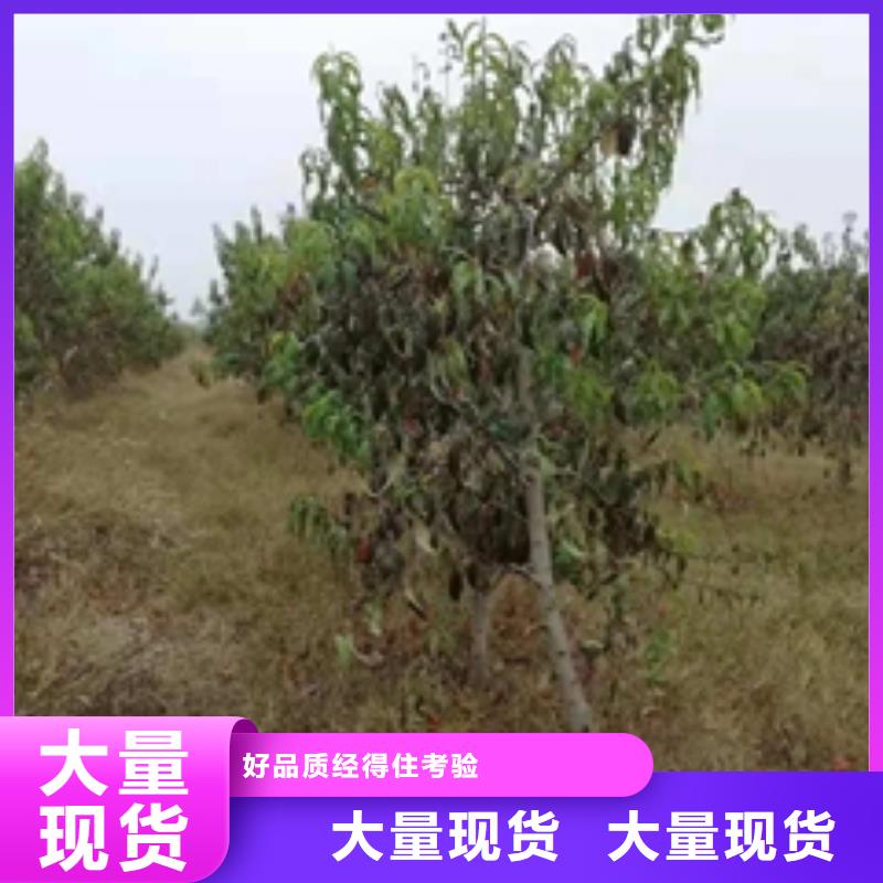 桃树-钙果苗价格实在