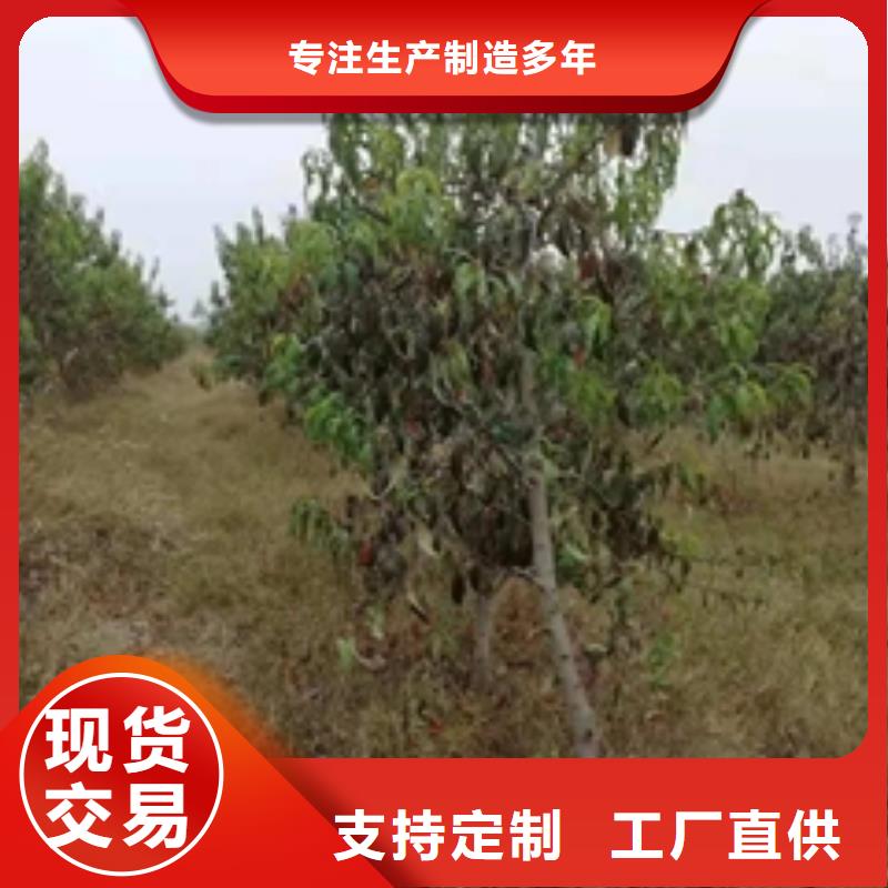桃树国槐现货销售