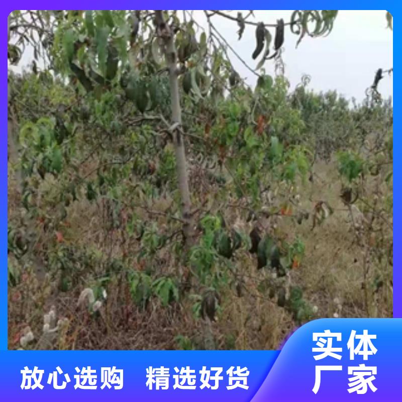 桃树-钙果苗价格实在
