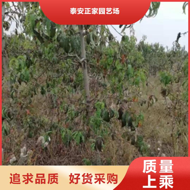桃树钙果苗制造生产销售