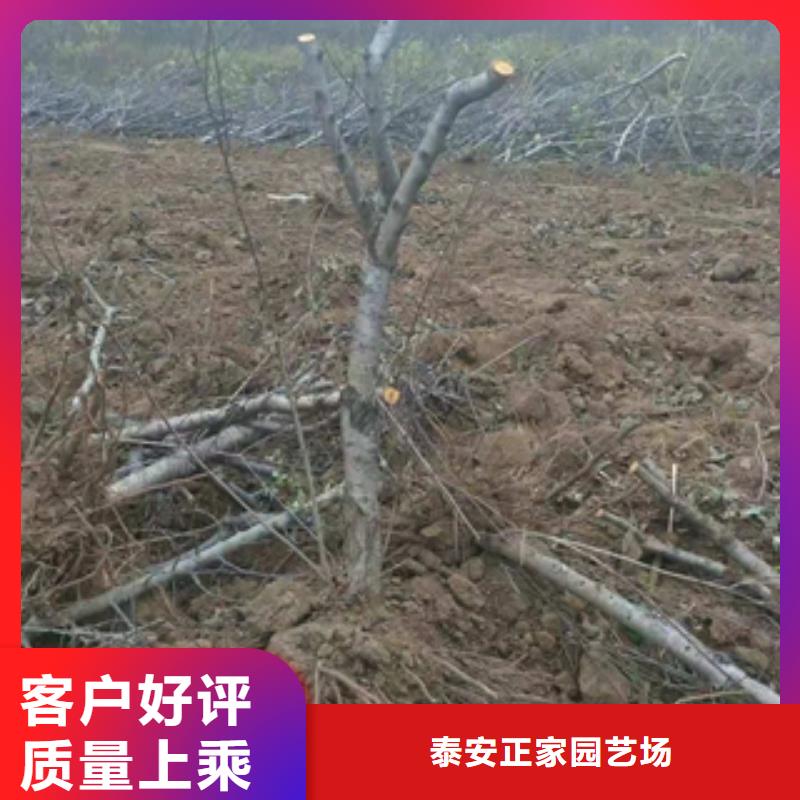 桃树【樱桃苗】品牌专营