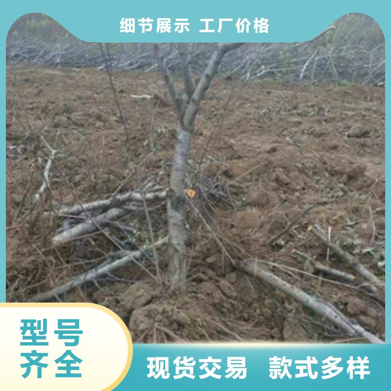 桃树占地果树源头采购