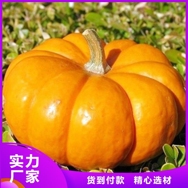 南瓜丁上门服务