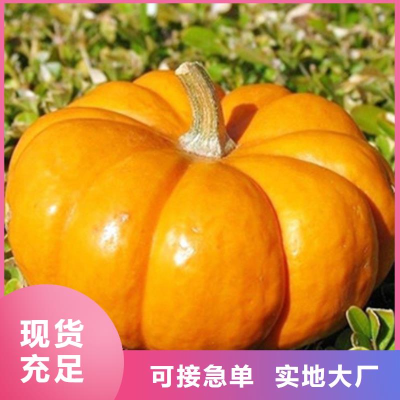 无皮南瓜粒现货供应
