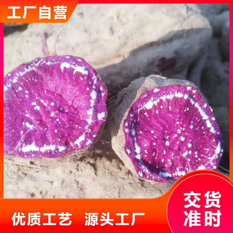 脱毒紫薯苗2025新苗上市