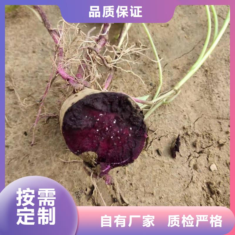 紫地瓜苗批发销售