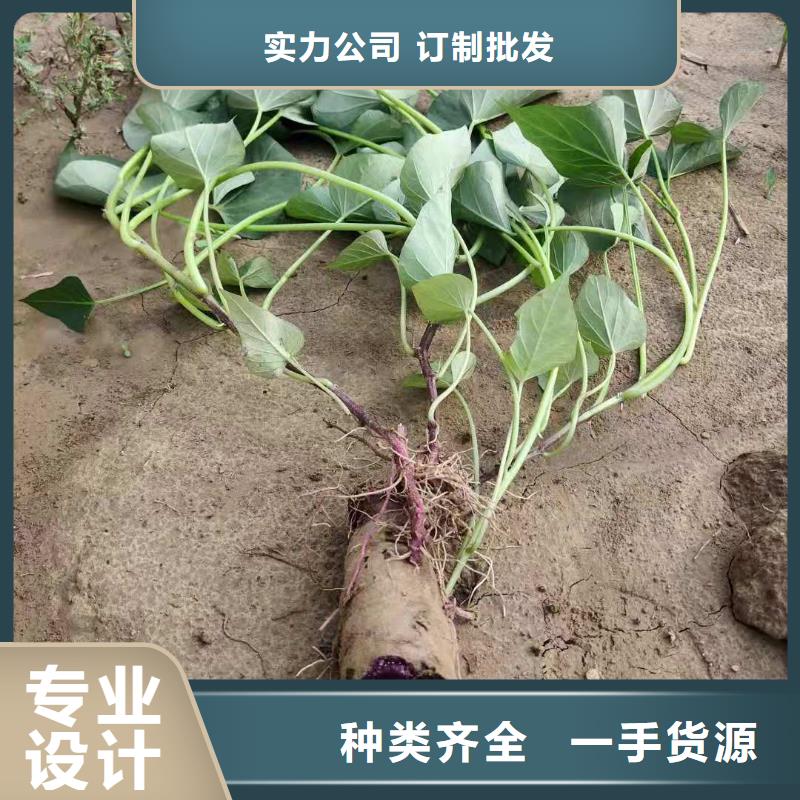 紫薯苗（济黑2号）种植方法