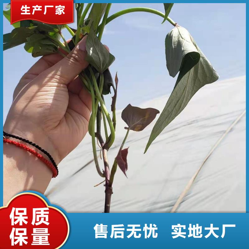 紫薯苗羽衣甘蓝粉品牌大厂家
