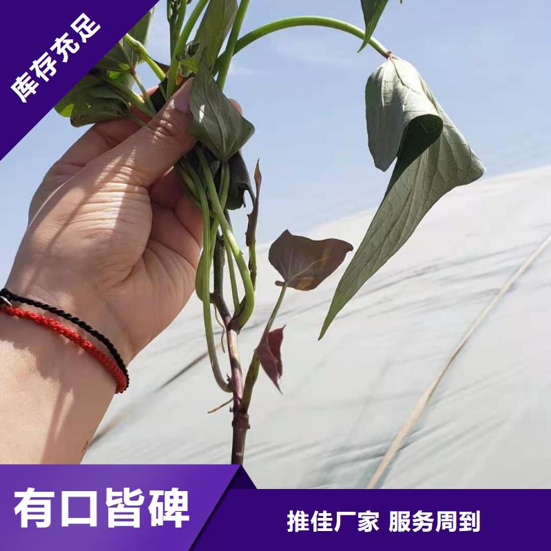 【紫薯苗羽衣甘蓝粉适用范围广】