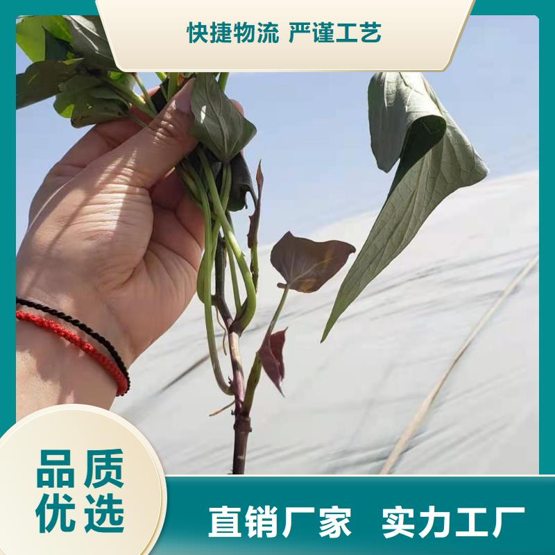 高产脱毒紫薯苗（凌紫品种）往年价格