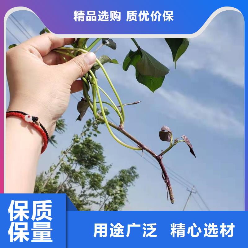 高产脱毒紫薯苗（凌紫品种）管理技术