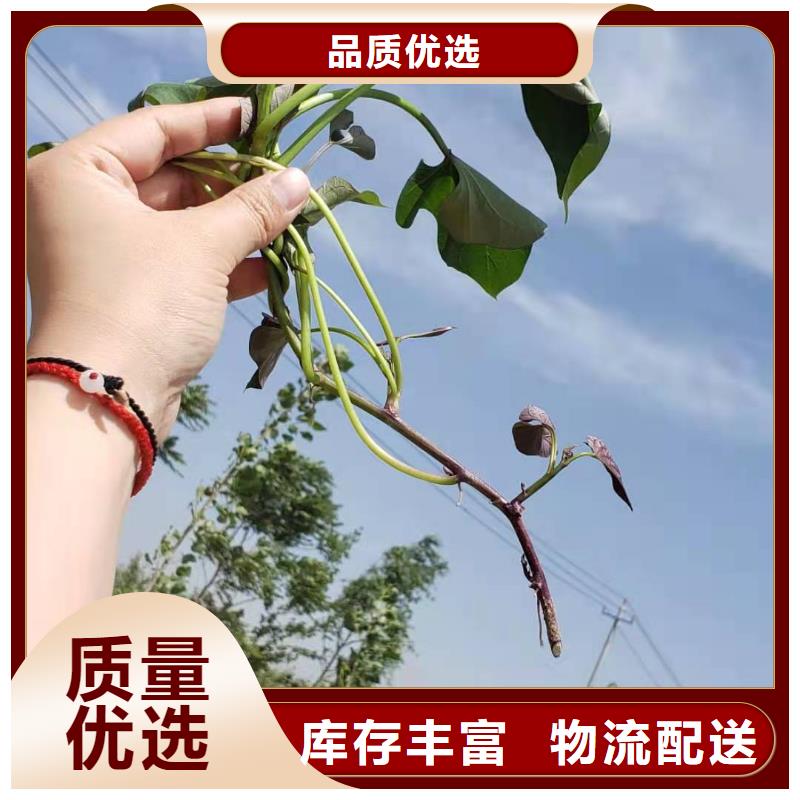 紫薯苗（绫紫）批发