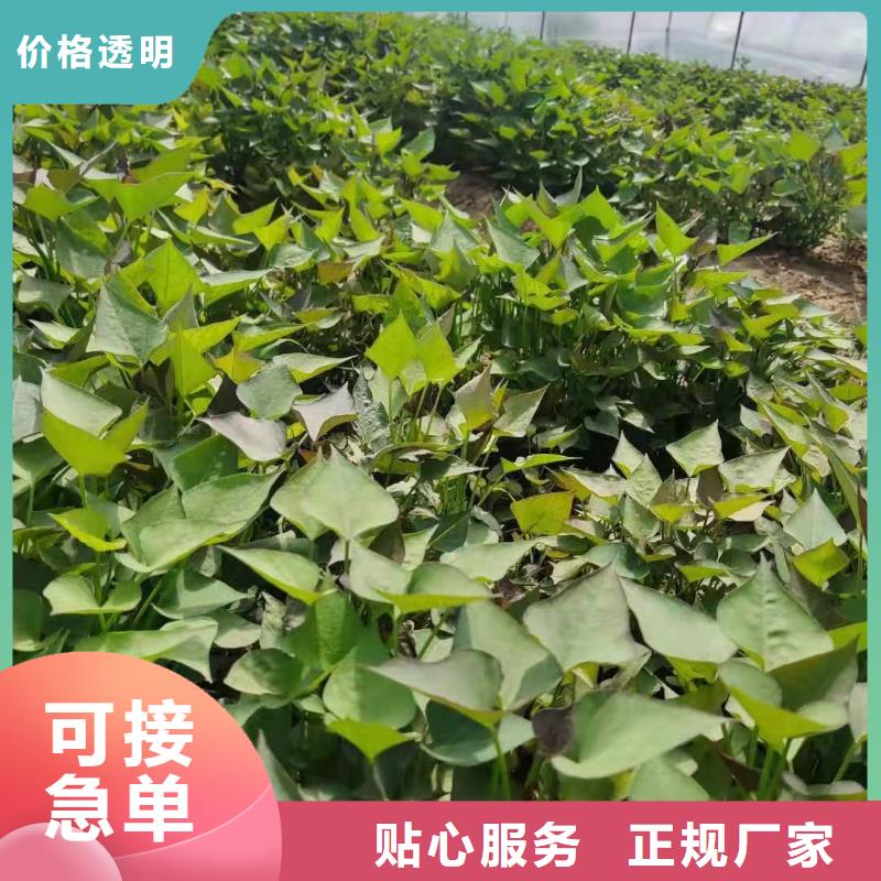 紫薯苗（绫紫）批发