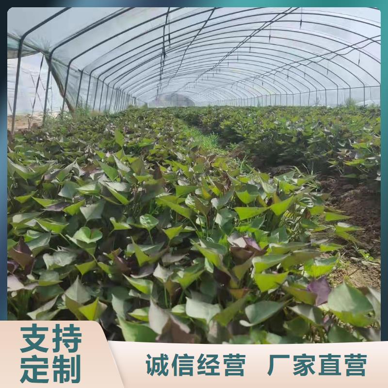羽衣甘蓝粉视频-羽衣甘蓝粉(乐农)覆盖地域四川省阿坝市黑水|九寨沟|攀枝花|德阳|南充|巴中|成都