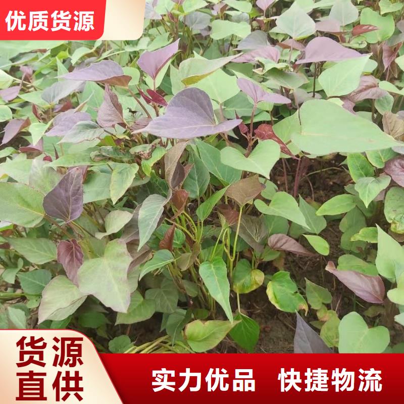 羽衣甘蓝粉视频-羽衣甘蓝粉(乐农)覆盖地域四川省阿坝市黑水|九寨沟|攀枝花|德阳|南充|巴中|成都
