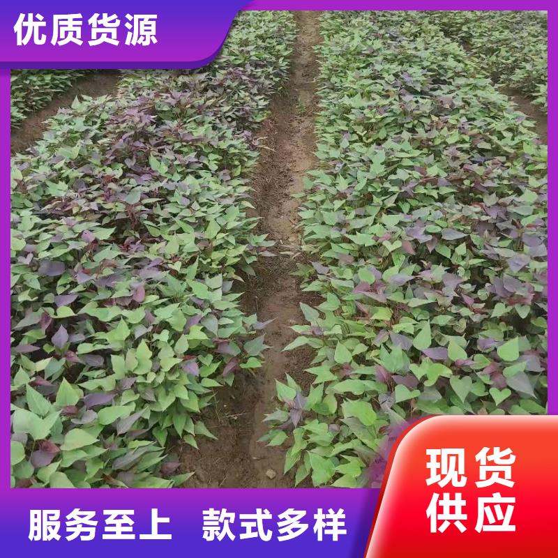 高产脱毒紫薯苗（凌紫品种）管理技术