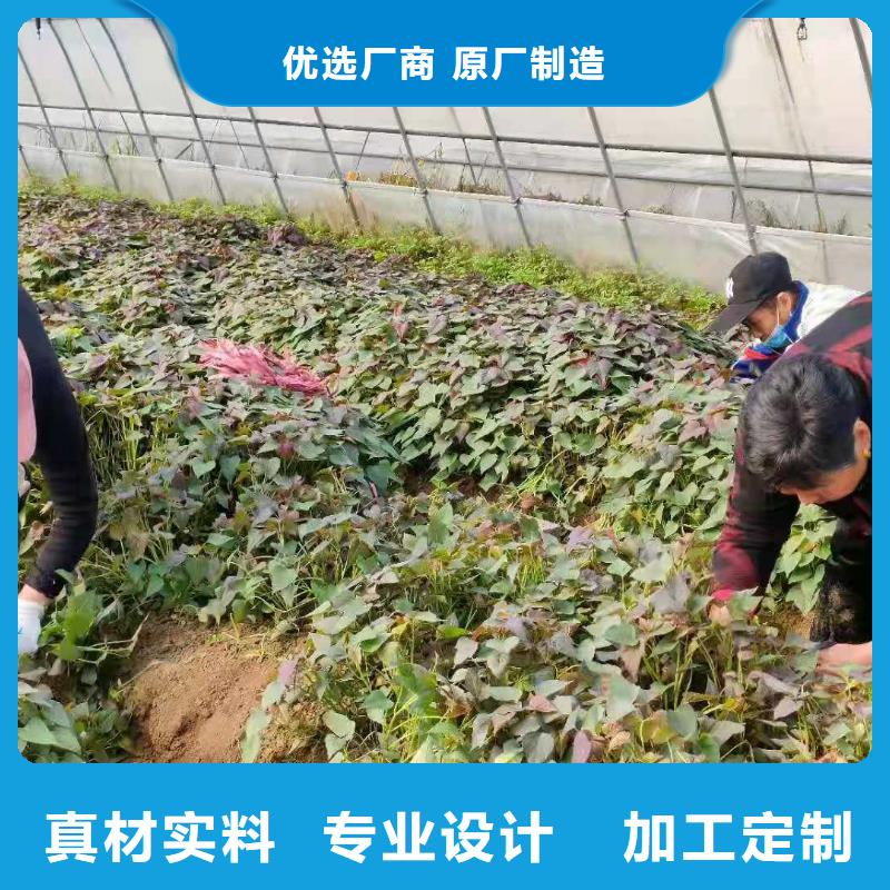 【紫薯苗羽衣甘蓝粉适用范围广】